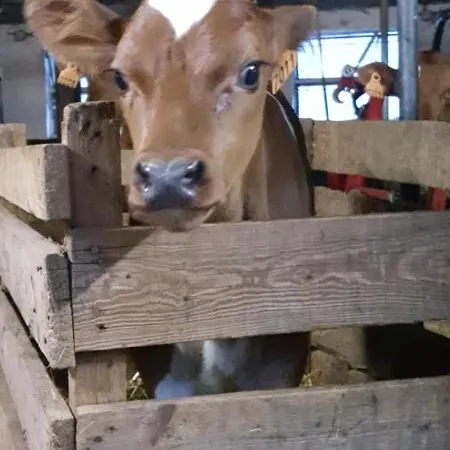 Apartamento Alte Schule App St. Vith