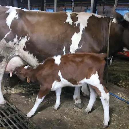 Apartamento Alte Schule App *