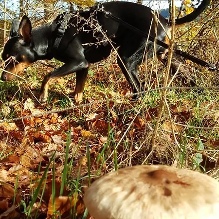 Alte Schule App Apartamento *