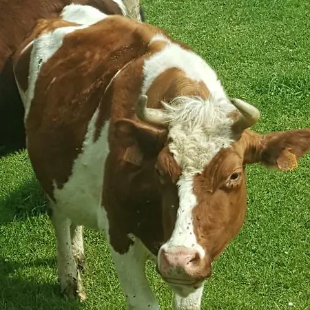 Apartamento Alte Schule App St. Vith